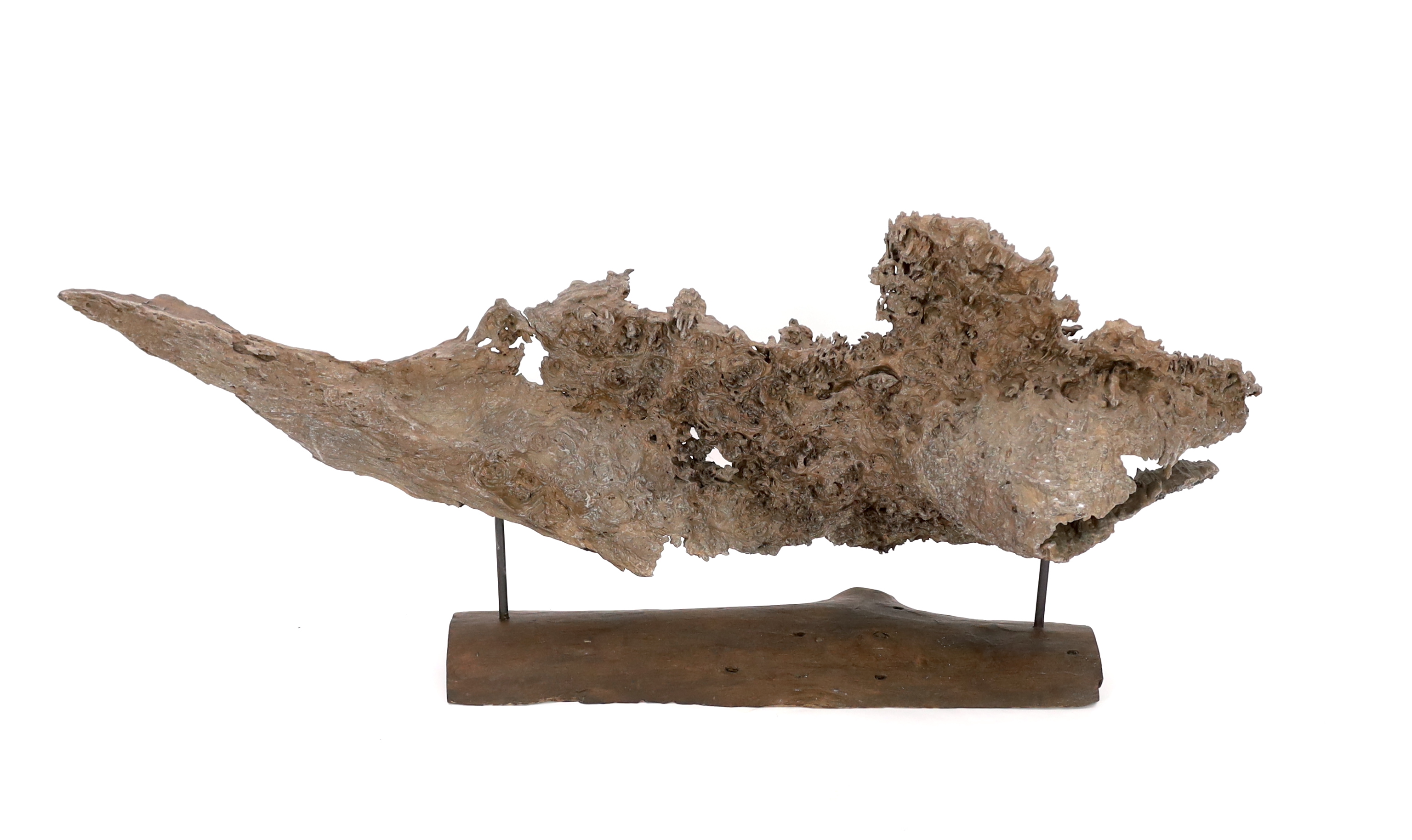 A large section of Andaman Padauk burr wood of sculptural form, 148cm wide, 49cm high, overall 60cm high